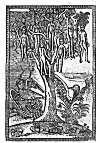 PLATE XIX. THE WAK WAK TREE<br> (From <i>Ta’rikh</i> al-Hind al-Gharbi. Constantinople, 1729)