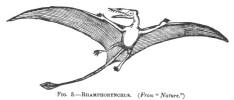 FIG. 3.RHAMPHORYNCHUS. (From