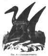 FIG. 4.ARCHÆOPTERYX.