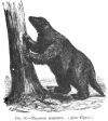 FIG. 14.MYLODON ROBUSTUS. (<i>After Figuier</i>.)