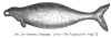 FIG. 18.RHYTINA STELLERI. (From <i>The Voyage of the</i> <i>Vega</i>.)