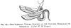 FIG. 36.THE SYMBOLIC WINGED SERPENT OF THE GODDESS MERSOKAR OR MELSOKAR. (<i>After W. R. Cooper</i>.)