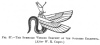 FIG. 37.THE SYMBOLIC WINGED SERPENT OF THE GODDESS EILEITHYA. (After W. R. Cooper.)