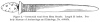 Figure 2.Ceremonial wand from Mesa Grande. Length 23 inches. Peabody Museum of Archaeology and Ethnology, No. 4-66454.