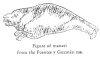 Figure of manat&iacute;<br> from the Fuentes y Guzman